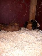 Cavia's 't koop beeren, Maart, Mannelijk, Cavia