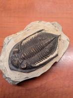 Trilobiet op matrix, Verzamelen, Mineralen en Fossielen, Ophalen of Verzenden