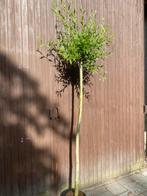 Knotwilg op stam van 180cm, Tuin en Terras, Planten | Bomen, Ophalen, In pot, Halfschaduw, 100 tot 250 cm