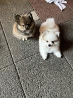 Pomchi pups., Dieren en Toebehoren, CDV (hondenziekte), 8 tot 15 weken, Meerdere, Meerdere dieren
