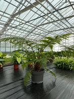 BOOMVAREN Cyathea cooperi, Varens, Halfschaduw, Vaste plant, Ophalen