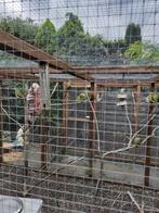 Bergparkieten & Pinaunt Rozella's, Dieren en Toebehoren, Vogels | Parkieten en Papegaaien, Meerdere dieren, Parkiet, Geringd