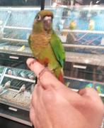 Super lieve jonge tamme pyrhurras met dna., Dieren en Toebehoren, Vogels | Parkieten en Papegaaien, Meerdere dieren, Papegaai