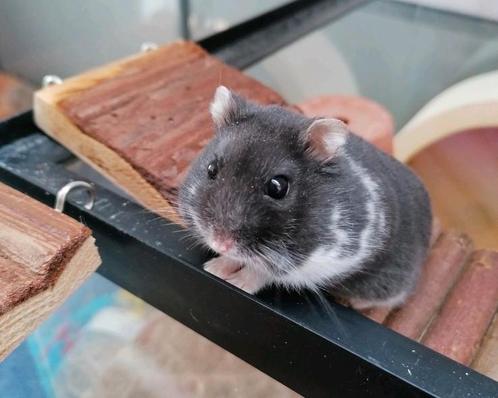 Knaagdier-en konijnen oppas aangeboden, Dieren en Toebehoren, Knaagdieren, Voor 1 juli 2024