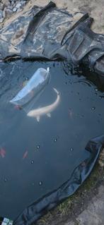 Grote gezonde  koi karper, Karper of Koi