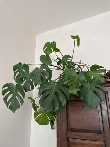 Grote monstera beschikbaar voor biedingen