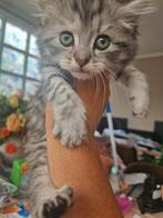 Britse langhaar kitten laatste poesje silver tabby verhuiskl, Dieren en Toebehoren, Katten en Kittens | Raskatten | Langhaar, Meerdere dieren