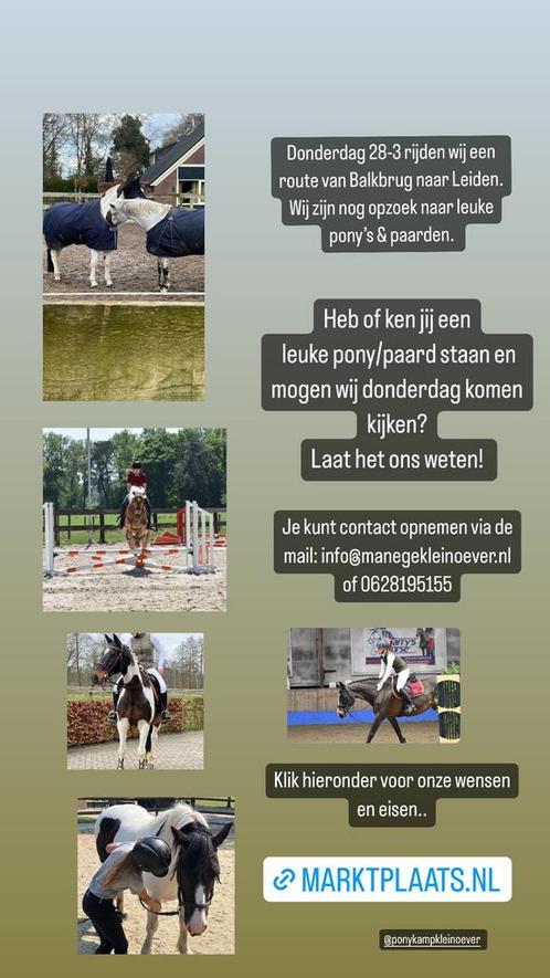 Gezocht: Fijne en lieve Paarden & Pony's (team members), Dieren en Toebehoren, Paarden, Merrie, M, Recreatiepaard