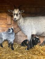 Mooie mooeder geit met twee dochters, Dieren en Toebehoren, Schapen, Geiten en Varkens, Vrouwelijk, Geit