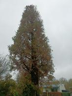 Haardhout, 6 m³ of meer, Ophalen, Overige houtsoorten, Stammen