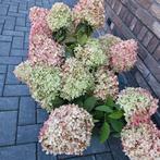 Hortensia Bollen - Drogen/Kransen, Tuin en Terras, Planten | Tuinplanten, Ophalen of Verzenden, Overige soorten, Halfschaduw