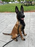 Belgische herder reu, Dieren en Toebehoren, Particulier, Rabiës (hondsdolheid), 15 weken tot 1 jaar, Buitenland