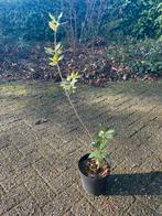 Kurkeik quercus suber, Tuin en Terras, Ophalen, In pot, Overige soorten, Lente