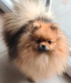 Pomeriaan dekreu SM/CM/PL getest! Pomeranian, dwergkees, Dieren en Toebehoren, Honden | Dekreuen, Rabiës (hondsdolheid), Reu, Eén hond