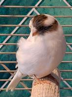 Gloster kanarie / fancy scotch kanarie, Vrouwelijk, Kleurkanarie