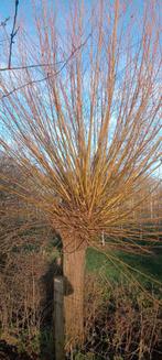 Wilgenhout voor vlechtwerk, Bloeit niet, Overige soorten, Minder dan 100 cm, Ophalen