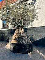 Mega olijfboom stamomtrek +200 cm, Ophalen, Zomer, Volle zon, Olijfboom