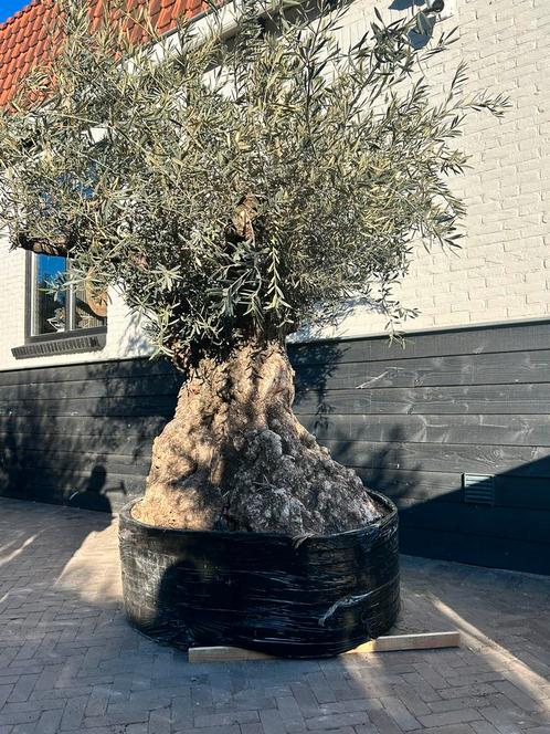 Mega olijfboom stamomtrek +200 cm, Tuin en Terras, Planten | Bomen, Olijfboom, Volle zon, Zomer, Ophalen