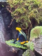 Dendronates tinctorius tumucumacque gifkikker, Dieren en Toebehoren, Reptielen en Amfibieën, Amfibie, 0 tot 2 jaar