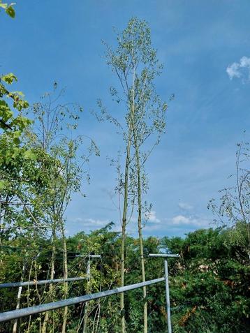 Salix alba - wilg wilgenboom beschikbaar voor biedingen