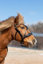 Sidepull met kruisfrontriem shetlander/pony, Keltisch, Ophalen of Verzenden, Nieuw, Overige soorten