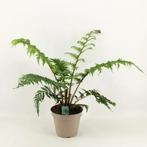 Australische boomvaren (Cyathea cooperi) verkoop 2 en 3 mei, Tuin en Terras, Planten | Tuinplanten, Ophalen, Zomer, Overige soorten