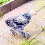 Kip, Dieren en Toebehoren, April, Vrouwelijk