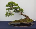 Workshop Bonsai, Hobby en Vrije tijd, Ophalen, Nieuw