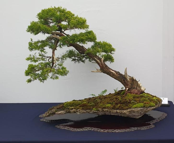 Workshop Bonsai, Hobby en Vrije tijd, Overige Hobby en Vrije tijd, Nieuw, Ophalen