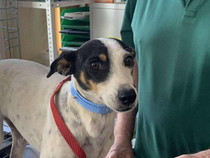 HzH-SISI leuk wat verlegen vrouwtje zoekt lief baasje, Dieren en Toebehoren, Honden | Jack Russells en Terriërs, Teef, Overige rassen