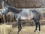 Super brave merrie, Dieren en Toebehoren, Paarden, Minder dan 160 cm, B, 3 tot 6 jaar, Recreatiepaard