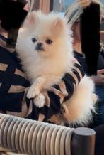 Mini Pomeriaan puppy bearface boy, Rabiës (hondsdolheid), Reu, 8 tot 15 weken, Eén hond