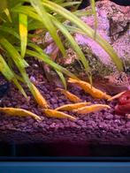 Neocaridina Yello fire back stripe garnalen., Dieren en Toebehoren, Vissen | Aquariumvissen, Kreeft, Krab of Garnaal