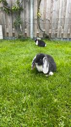 Jonge konijnen, Franse hangoor/duitse reus, Mannelijk, Groot, 0 tot 2 jaar, Hangoor