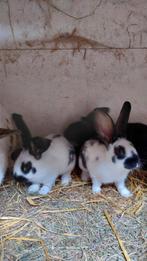Mooie jonge lotharingers te koop, Dieren en Toebehoren, Konijnen, Meerdere dieren, Groot