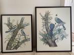 2 x Litho kunstdruk vogels van Marion Ruff Sheehan, Antiek en Kunst, Kunst | Tekeningen en Foto's, Ophalen