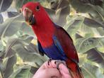 Jonge Baby Edelpapegaai | Handtam | Kleurrijk | Nieuwsgierig, Dieren en Toebehoren, Vogels | Parkieten en Papegaaien, Meerdere dieren