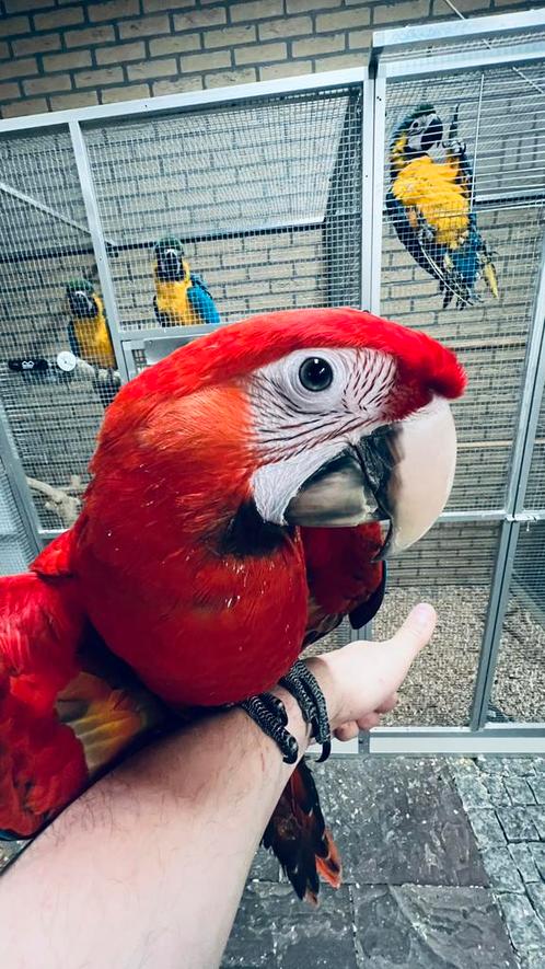 Super tamme Ruby Ara Baby, Dieren en Toebehoren, Vogels | Parkieten en Papegaaien, Papegaai, Mannelijk, Pratend, Tam, Geringd