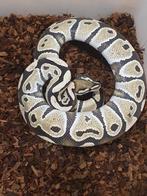 Koningspython python regius, Dieren en Toebehoren, Slang, 0 tot 2 jaar