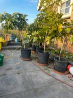 Tekoop aangeboden Ficus Carica vijgenboom, Volle zon, In pot, Ophalen of Verzenden, Vijgenboom