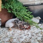 Chinese kwartels, Dieren en Toebehoren, Vogels | Overige Vogels, Meerdere dieren