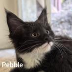 nog 2 katers beschikbaar uit een nest Maine Coon kittens, Dieren en Toebehoren, Katten en Kittens | Raskatten | Langhaar, Kater