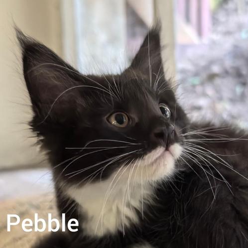 nog 2 katers beschikbaar uit een nest Maine Coon kittens, Dieren en Toebehoren, Katten en Kittens | Raskatten | Langhaar, Kater