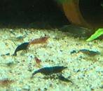 Uitgeselecteerde mix garnalen, Kreeft, Krab of Garnaal