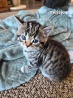 Kittens Britsekorthaar x Europesekorthaar x maine coon, Dieren en Toebehoren, Katten en Kittens | Raskatten | Korthaar, Ontwormd