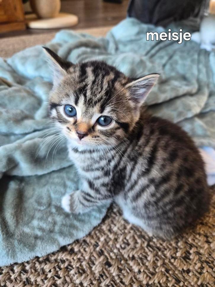 Kittens Britsekorthaar x Europesekorthaar x maine coon, Dieren en Toebehoren, Katten en Kittens | Raskatten | Korthaar, Ontwormd