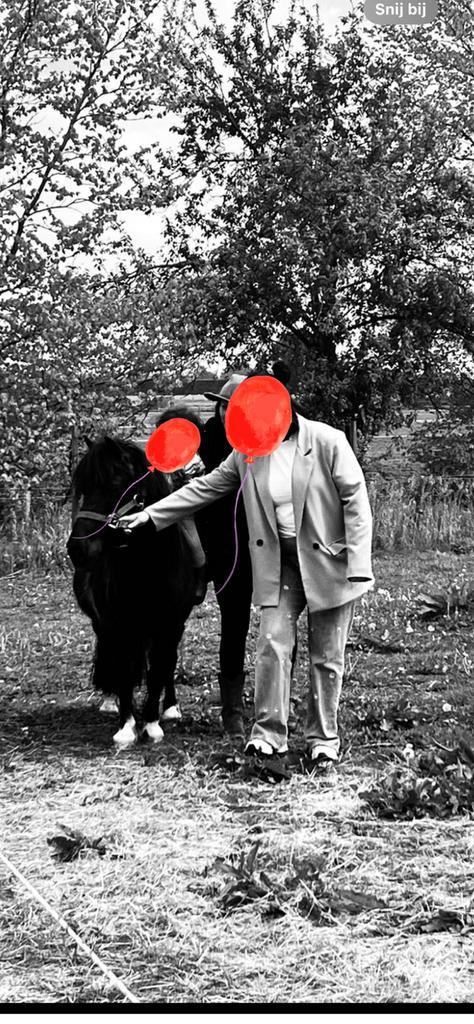 De liefste Shetlander gezocht, Dieren en Toebehoren, Pony's