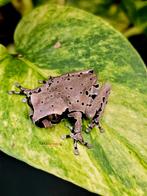 Triprion spinosa, Dieren en Toebehoren, Reptielen en Amfibieën, Amfibie, 0 tot 2 jaar