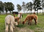 Alpaca merries te koop, Dieren en Toebehoren, Overige Dieren, Juni, Meerdere dieren