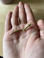 Fluweelphilodendron Stekje met Wortels, Huis en Inrichting, Kamerplanten, Ophalen of Verzenden, Overige soorten, Minder dan 100 cm